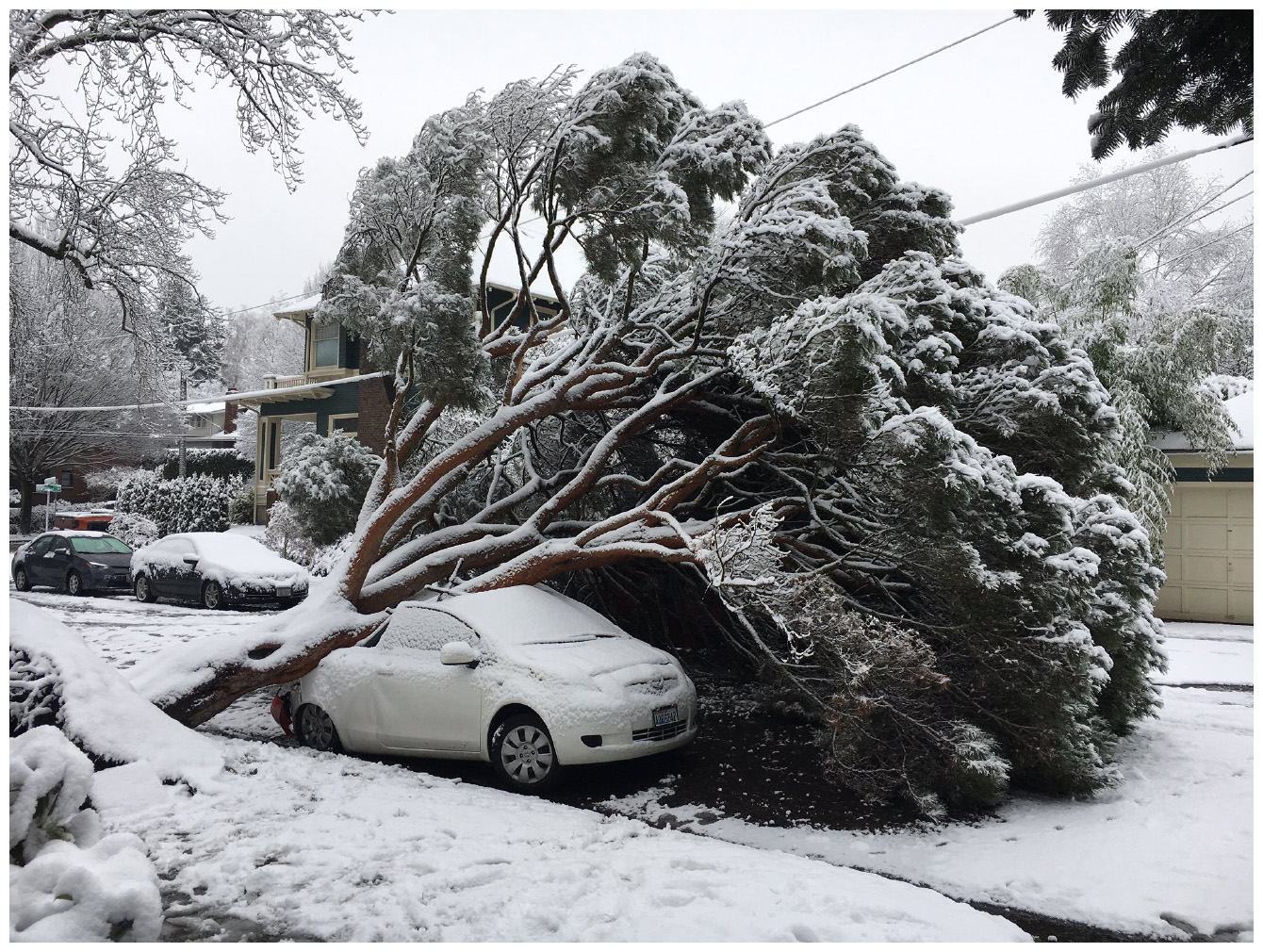 Tree Care Before and After Storms